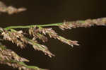 Redtop panicgrass